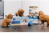 CaroCroc Puppypakket Large Hondenvoer 1.5 kg Pups online kopen