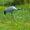 Ubbink Dierenfiguur Kraanvogel 72 Cm online kopen