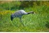 Ubbink Dierenfiguur Kraanvogel 72 Cm online kopen